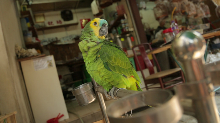 BIRD GARDEN (Yuen Po Street Bird Garden Mongkok) BIRD GARDEN (Yuen Po Street Bird Garden Mongkok)