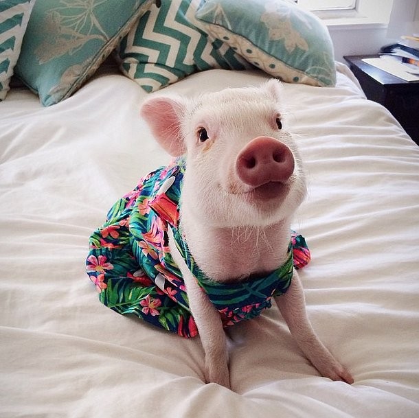 @hamlet_the_piggy @hamlet_the_piggy