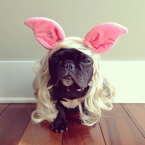 @trotterpup @trotterpup