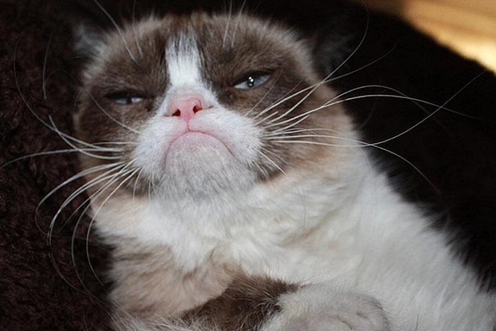 @realgrumpycat @realgrumpycat