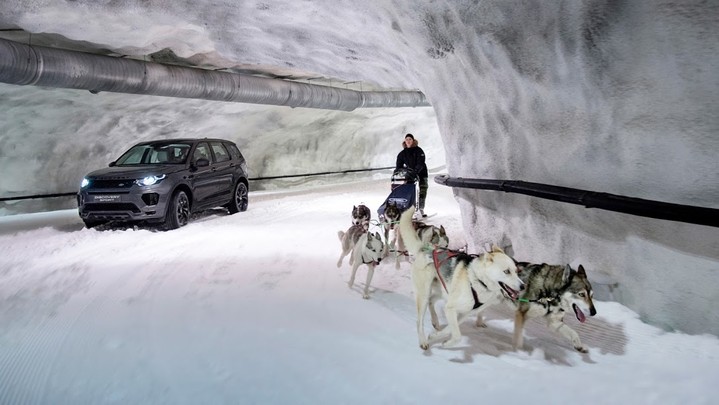 Land Rover отмечает Международный день собак Land Rover отмечает Международный день собак