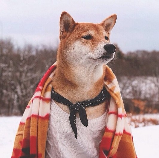 Самые стильные собаки в Instagram