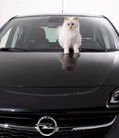 Кошка Карла Лагерфельда снялась в календаре Opel
