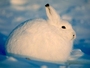 Белый кролик - знак наступающего 2011 года
