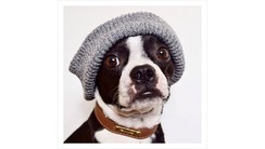 Самые стильные собаки в Instagram